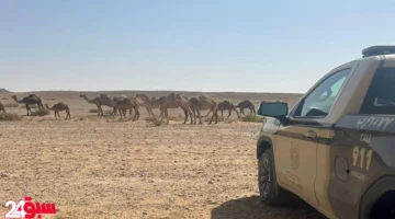 مخالفة رعي في محمية تقود مواطناً للضبط وعقوبات صارمة في انتظاره